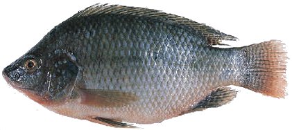 111111111.jpg 111111111.jpg